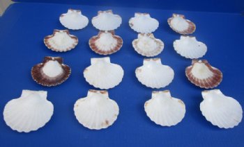 Irish Baking Shells, Great Scallop Shells, Irish Deeps <font color=red> Wholesale</font> 3 inches - Case: 400 @ .40 each