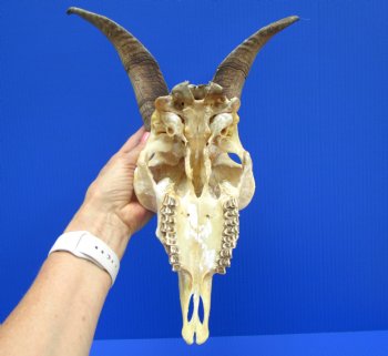 US Domestic Goat Skull with 11-1/4 inches Horns (stains on skull) for $124.99