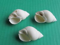 White Babylonia Zeylanica Shells, 1-1/4 to 2 inches -  $7.99 a kilo; 3 kilos @ $7.20 a kilo