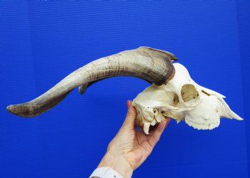 US Domestic Goat Skull with 14 inches Horns for $124.99
