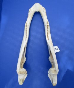 21 inches Bottom Jaw Alligator Skull, Grade 2 - $39.99