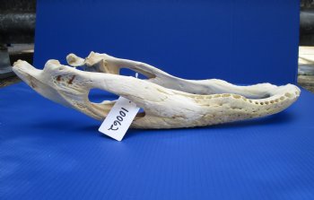 21 inches Bottom Jaw Alligator Skull, Grade 2 - $39.99