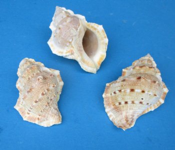 Bursa Crumena Shells <font color=red> Wholesale</font>, Bufonaria Crumeria, 2 to 2-1/2 inches  - 1,000 @ .09 each