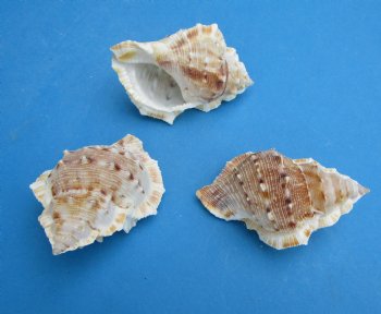 Bursa Crumena Shells <font color=red> Wholesale</font>, Bufonaria Crumeria, 2-1/2 to 3 inches  - 700 @ .13 each