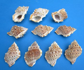Large Bursa Crumena Shells, Bufonaria Crumeria, 3 to 3-1/2 inches  - 25 @ .40 each; 50 @ .35 each