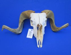 African Merino Ram, Sheep Skull with 23-1/2 and 23 inches Horns <font color=red> (Grade B</font>) for $139.99