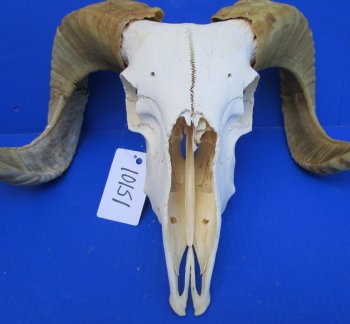 African Merino Ram, Sheep Skull with 23-1/2 and 23 inches Horns <font color=red> (Grade B</font>) for $139.99