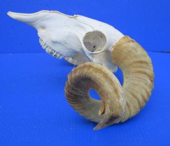 African Merino Ram, Sheep Skull with 23-1/2 and 23 inches Horns <font color=red> (Grade B</font>) for $139.99