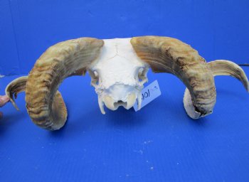 African Merino Ram, Sheep Skull with 23-1/2 and 23 inches Horns <font color=red> (Grade B</font>) for $139.99