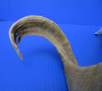 African Merino Ram, Sheep Skull with 23-1/2 and 23 inches Horns <font color=red> (Grade B</font>) for $139.99