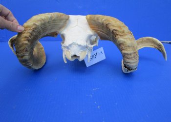 African Merino Ram, Sheep Skull with 23-1/2 and 23 inches Horns <font color=red> (Grade B</font>) for $139.99