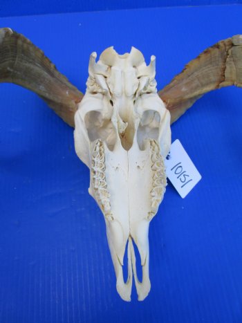 African Merino Ram, Sheep Skull with 23-1/2 and 23 inches Horns <font color=red> (Grade B</font>) for $139.99