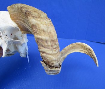 African Merino Ram, Sheep Skull with 23-1/2 and 23 inches Horns <font color=red> (Grade B</font>) for $139.99