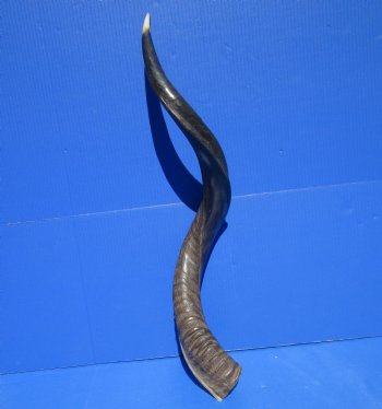 34 inches Half-Polished Kudu Horn (27 inches straight) - $89.99