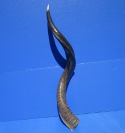 34 inches Half-Polished Kudu Horn (27 inches straight) - $89.99