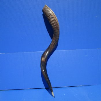 34 inches Half-Polished Kudu Horn (27 inches straight) - $89.99