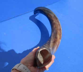 34 inches Half-Polished Kudu Horn (27 inches straight) - $89.99