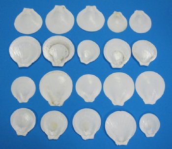 White Sun and Moon Scallop Shells, White Asian Moon Scallop, 2-1/4 to 3 inches -100 @ .21 each