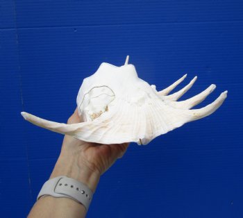 13-7/8 inches Lambis Truncata Giant Spider Conch Shell for $19.99