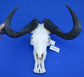 18-3/4 inches wide Black Wildebeest Skull, White-Tailed Gnu for $114.99 <font color=red> SALE $94.99</font>