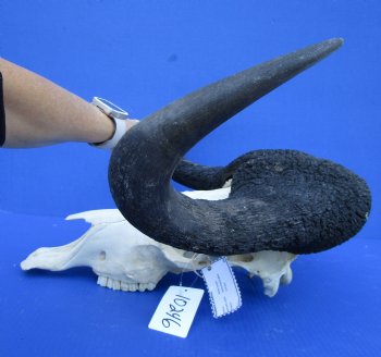 18-3/4 inches wide Black Wildebeest Skull, White-Tailed Gnu for $114.99 <font color=red> SALE $94.99</font>