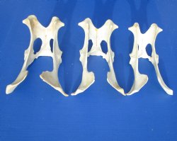 Whitetail Deer Pelvis Bone, 8-1/2 to 10 inches long for $11.99 each