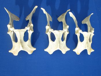 Whitetail Deer Pelvis Bone, 8-1/2 to 10 inches long for $11.99 each