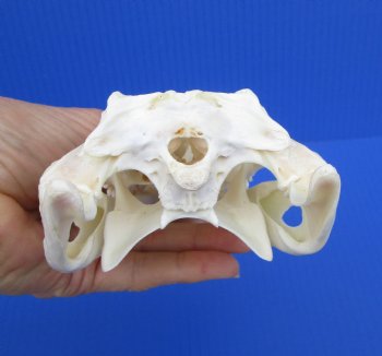 8 inches Genuine Nile Crocodile Skull (CITES #223756) <font color=red> Good quality</font> for $119.99 <font color=red> Sale $89.99</font>
