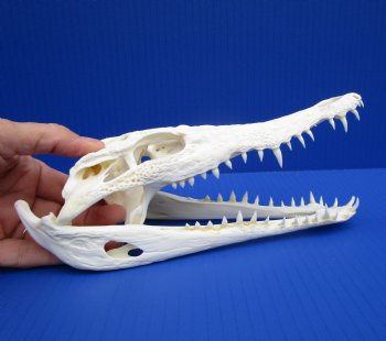 8-1/2 inches Genuine Nile Crocodile Skull (CITES #223756) for $99.99 <font color=red> SALE $89.99 </font>
