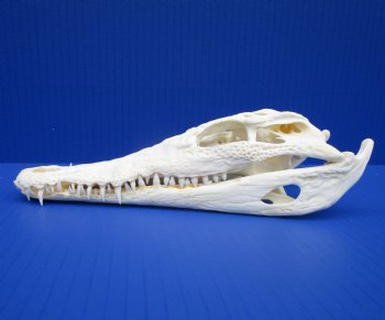 8-1/2 inches Genuine Nile Crocodile Skull (CITES #223756) for $99.99 <font color=red> SALE $89.99 </font>