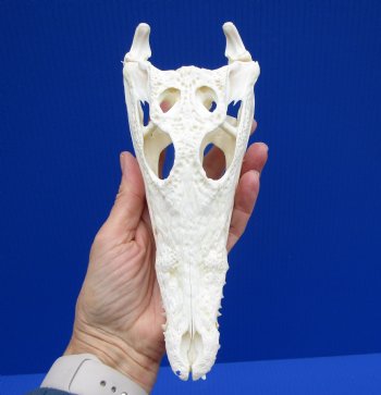 8-1/2 inches Genuine Nile Crocodile Skull (CITES #223756) for $99.99 <font color=red> SALE $89.99 </font>