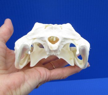 8-1/2 inches Genuine Nile Crocodile Skull (CITES #223756) for $99.99 <font color=red> SALE $89.99 </font>