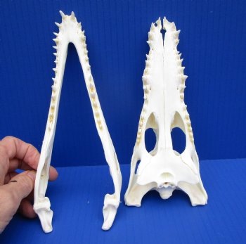 8-1/2 inches Genuine Nile Crocodile Skull (CITES #223756) for $99.99 <font color=red> SALE $89.99 </font>