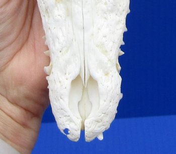 8-1/2 inches Genuine Nile Crocodile Skull (CITES #223756) for $99.99 <font color=red> SALE $89.99 </font>