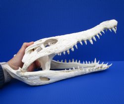 14-3/4 inches Authentic African Nile Crocodile Skull (CITES Permit #263852) for $300 <font color=red> SALE $194.99</font>