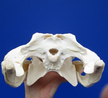 14-3/4 inches Authentic African Nile Crocodile Skull (CITES Permit #263852) for $300 <font color=red> SALE $194.99</font>