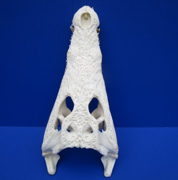 14-3/4 inches Authentic African Nile Crocodile Skull (CITES Permit #263852) for $300 <font color=red> SALE $194.99</font>