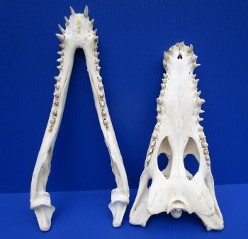 14-3/4 inches Authentic African Nile Crocodile Skull (CITES Permit #263852) for $300 <font color=red> SALE $194.99</font>