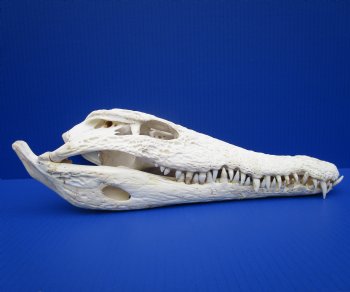 14-3/4 inches Authentic African Nile Crocodile Skull (CITES Permit #263852) for $300 <font color=red> SALE $194.99</font>