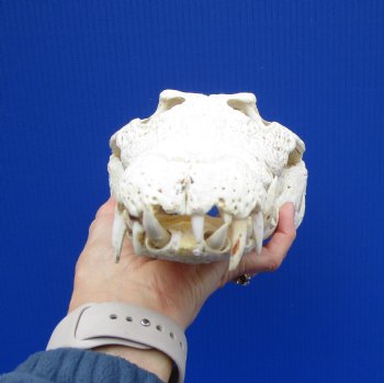14-3/4 inches Authentic African Nile Crocodile Skull (CITES Permit #263852) for $300 <font color=red> SALE $194.99</font>