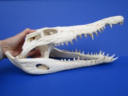 15 inches Nile Crocodile Skull (CITES Permit #263852) for $500.00; <font color=red> SALE $249.99</font> (Delivery Signature Required)
