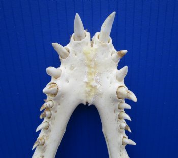 15 inches Nile Crocodile Skull (CITES Permit #263852) for $500.00; <font color=red> SALE $249.99</font> (Delivery Signature Required)