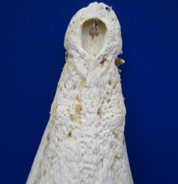 15 inches Nile Crocodile Skull (CITES Permit #263852) for $500.00; <font color=red> SALE $249.99</font> (Delivery Signature Required)