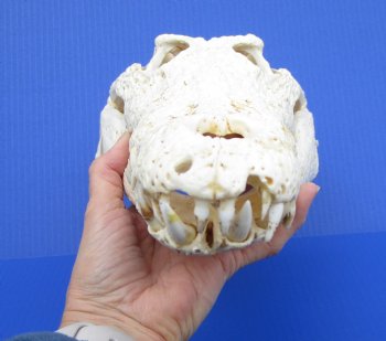 15 inches Nile Crocodile Skull (CITES Permit #263852) for $500.00; <font color=red> SALE $249.99</font> (Delivery Signature Required)