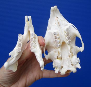 5-1/4 inches Authentic African Cape Porcupine Skull <font color=red> Grade A Quality</font> for $89.99