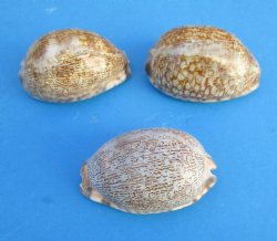 Arabica Cowry Shells <font color=red> Wholesale</font>  2-1/2 to 3 inches - 200 @ .45 each