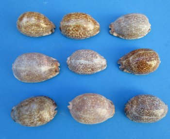 Arabica Cowry Shells, 2-1/2 to 3 inches - 25 @ .80 each; 50 @ .72 each