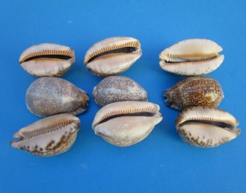 Arabica Cowry Shells, 2-1/2 to 3 inches - 25 @ .80 each; 50 @ .72 each