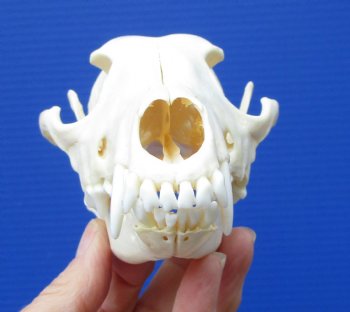 6-1/2 by 3-1/4 inches Real African Black-Backed Jackal Skull (Missing few teeth) for $69.99