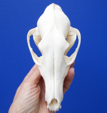 6-1/2 by 3-1/4 inches Real African Black-Backed Jackal Skull (Missing few teeth) for $69.99